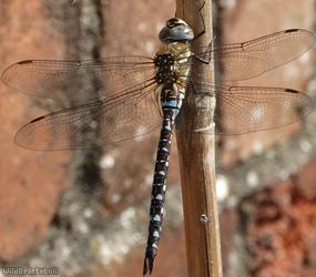 image for Migrant Hawker