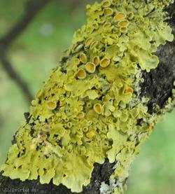 Xanthoria parietina