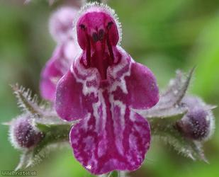 Hedge Woundwort
