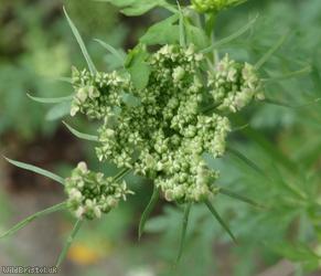 image for Fool's Parsley
