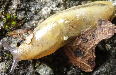 image for Tawny Soil Slug