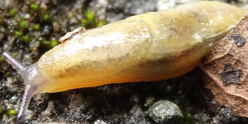 Tawny Soil Slug