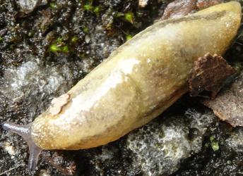 Tawny Soil Slug