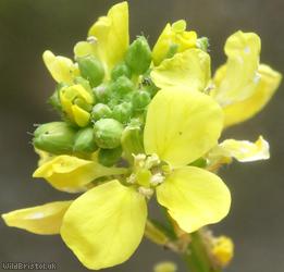 image for Hoary Mustard