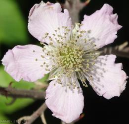 image for Rubus section Glandulosus