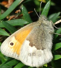 image for Small Heath