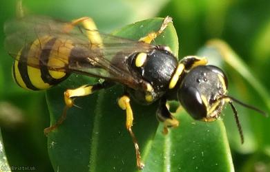 image for Field Digger Wasp