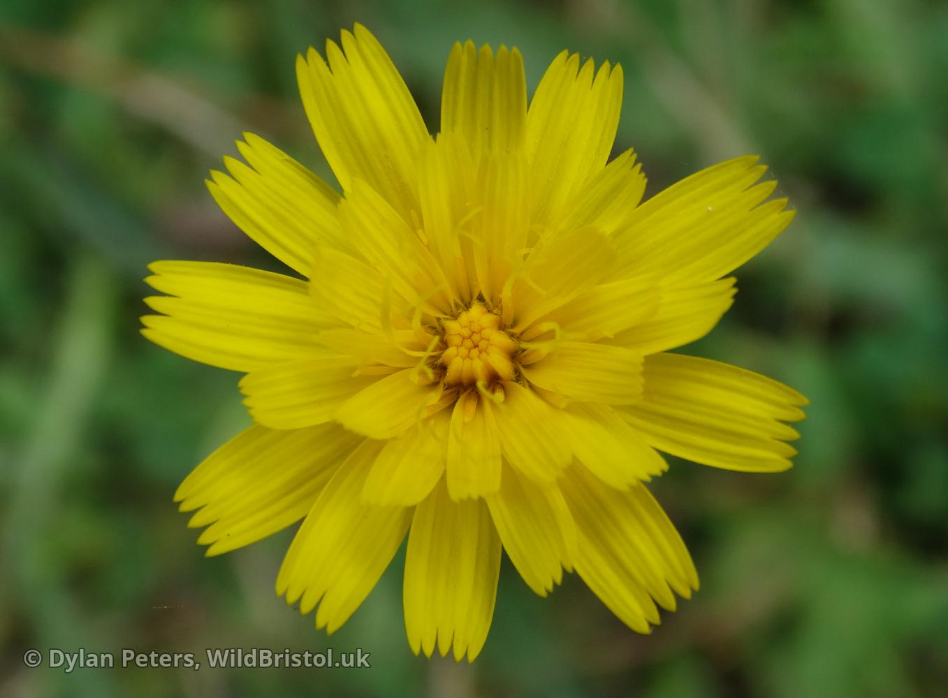 Lesser Hawkbit - (Leontodon saxatilis) - Species - WildBristol.uk