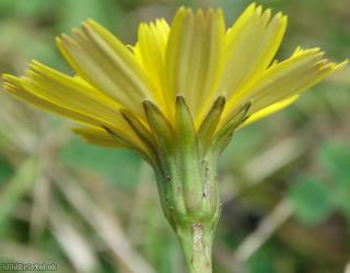 Lesser Hawkbit