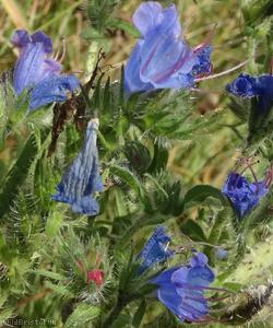 image for Viper's Bugloss