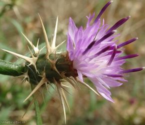 Red Star-thistle