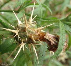 Red Star-thistle