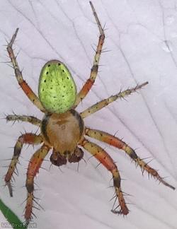 image for Twin Cucumber-spider