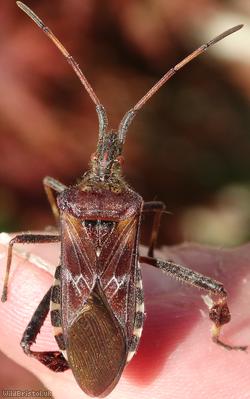 image for Western Conifer Seed Bug