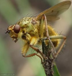 image for Yellow Dung Fly