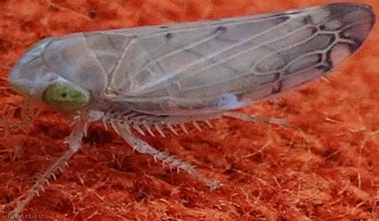Synophropsis lauri