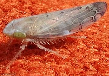 Synophropsis lauri