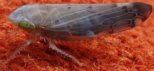 Synophropsis lauri