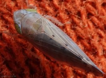 Synophropsis lauri