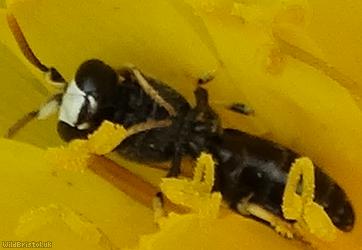 Chalk Yellow-face Bee