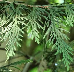 Western Red-cedar