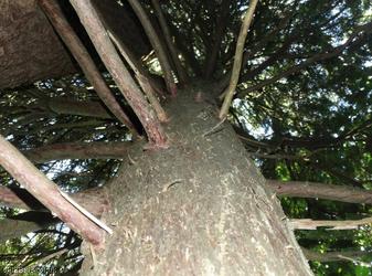 Western Red-cedar