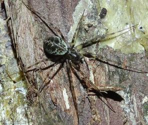 Invisible Spider