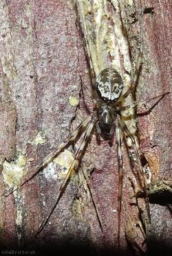 Invisible Spider