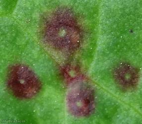 Puccinia phragmitis