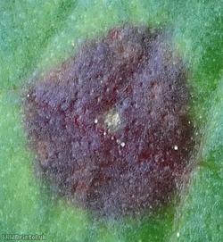 Puccinia phragmitis