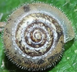 Silky Snail