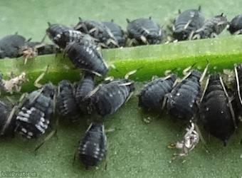 image for Black Bean Aphid