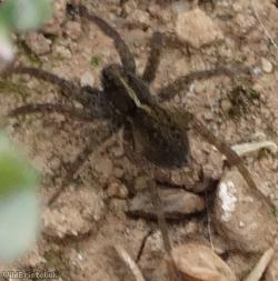 image for Thin Wolf-spider