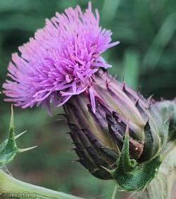 image for Creeping Thistle