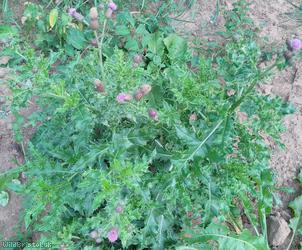 Creeping Thistle