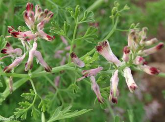 Common Fumitory