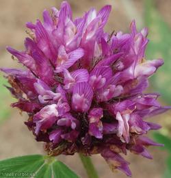 Red Clover