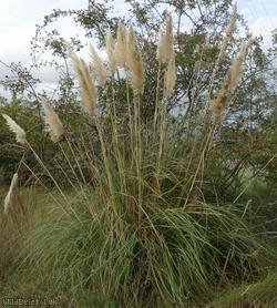 image for Pampas Grass
