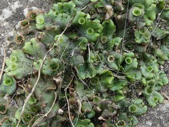 image for Common Liverwort