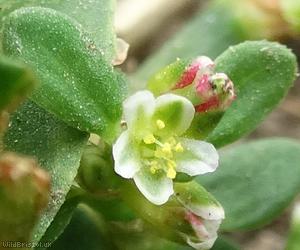 image for Common Knotgrass