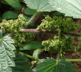 Common Nettle