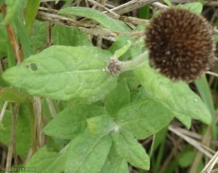 Common Fleabane