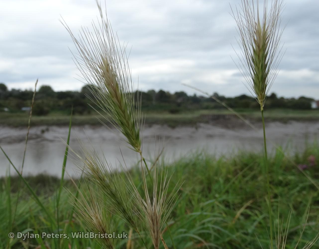 Wall Barley (Hordeum murinum) Species WildBristol.uk