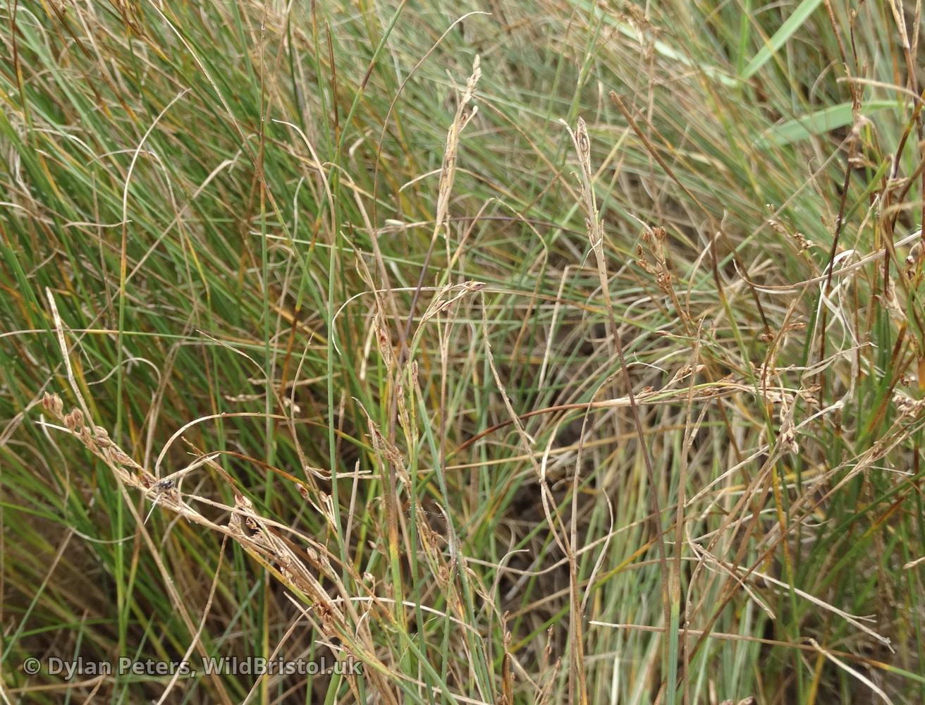 Saltmarsh Rush - (Juncus gerardii) - Species - WildBristol.uk