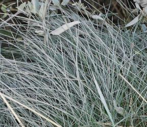 image for Common Saltmarsh-grass