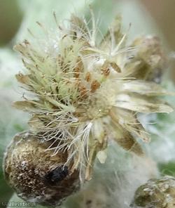 Marsh Cudweed