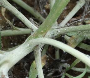 Marsh Cudweed
