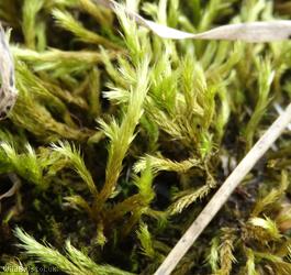 Whitish Feather-moss