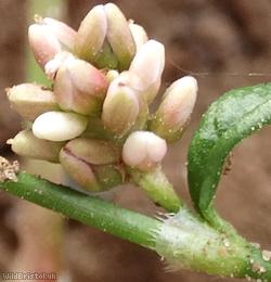Pale Persicaria