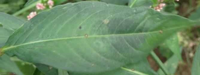 Pale Persicaria